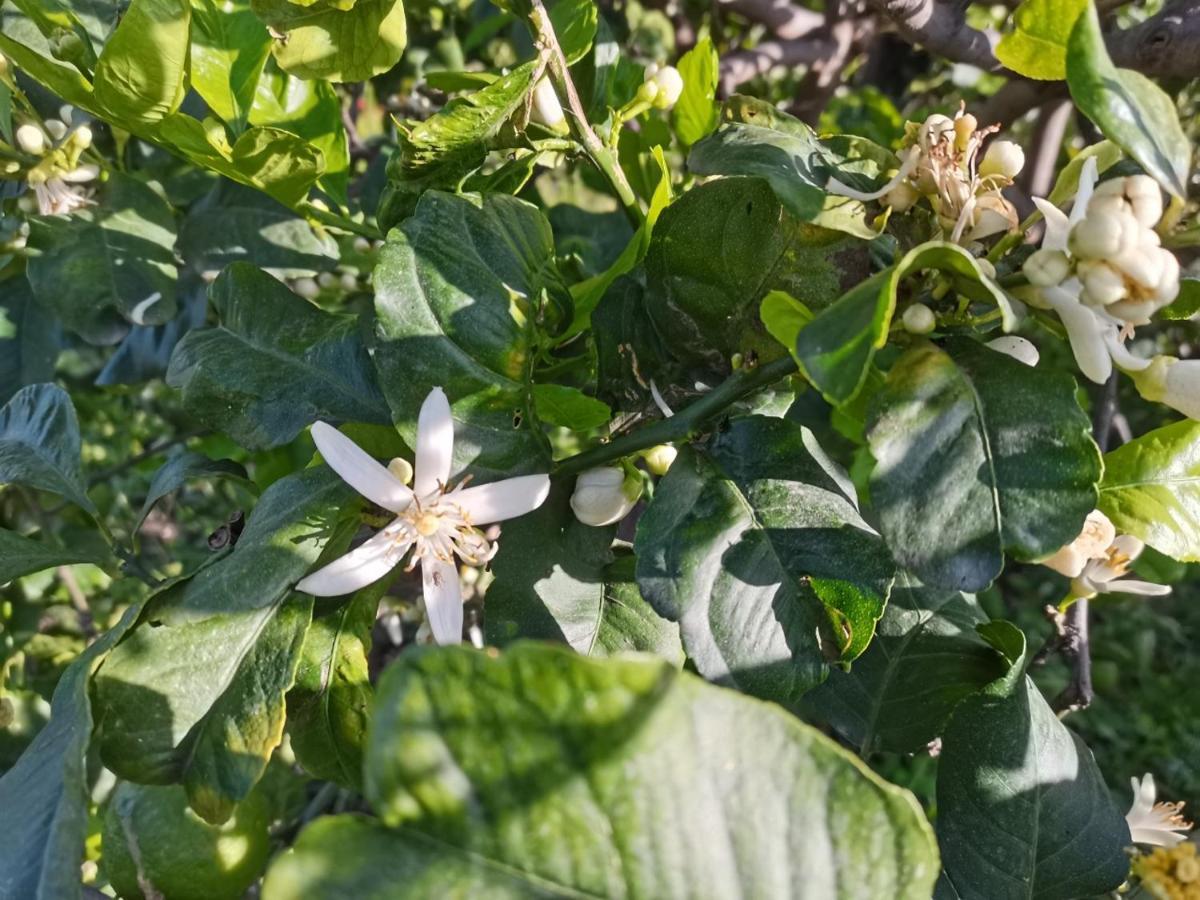 Profumo Di Zagara Acireale Villa Buitenkant foto