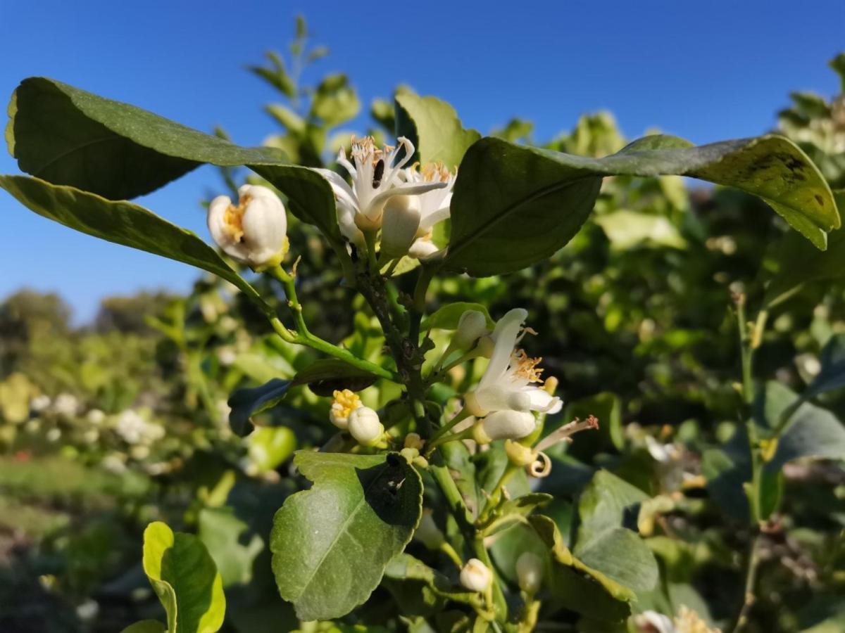 Profumo Di Zagara Acireale Villa Buitenkant foto
