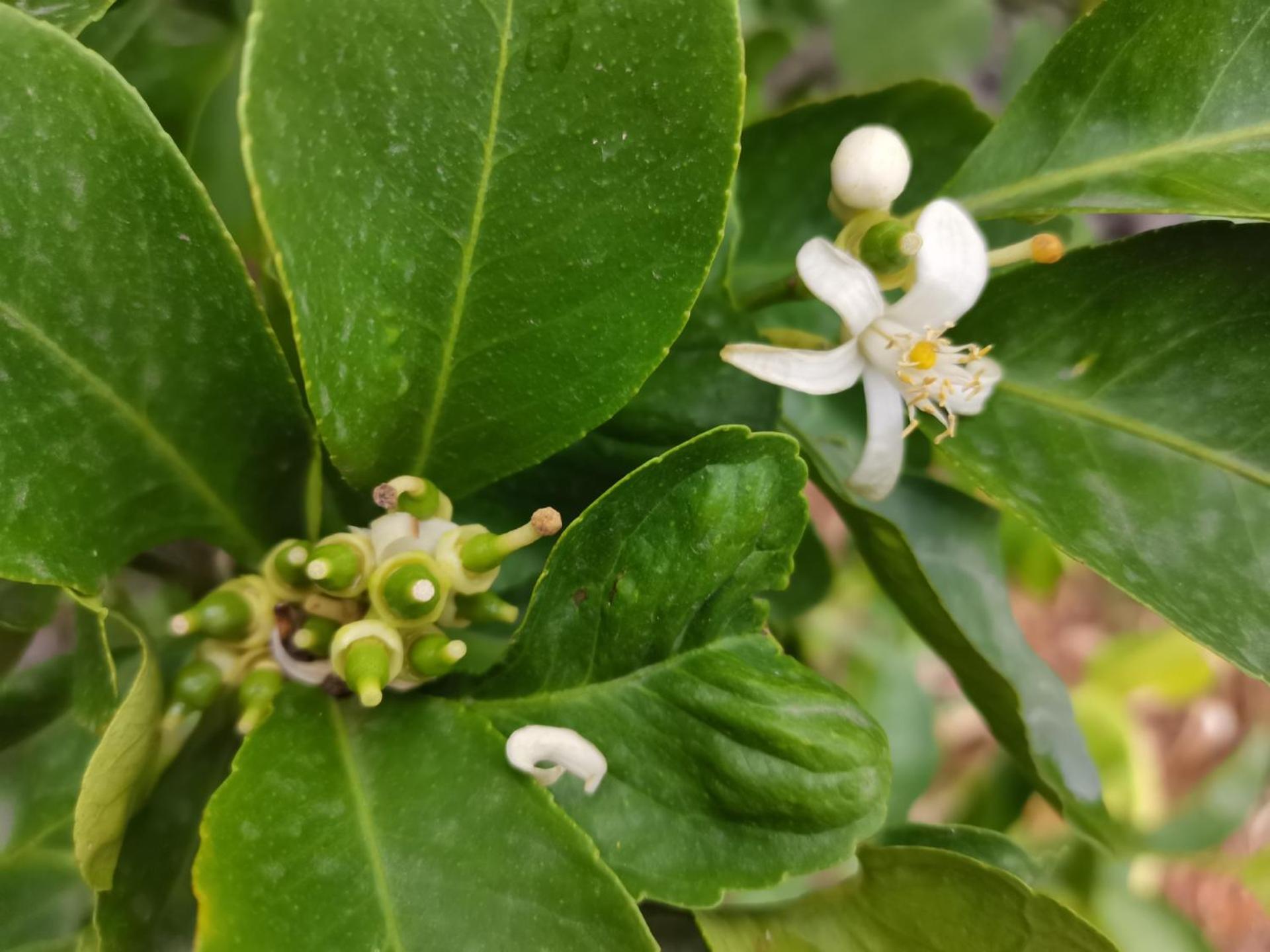 Profumo Di Zagara Acireale Villa Buitenkant foto